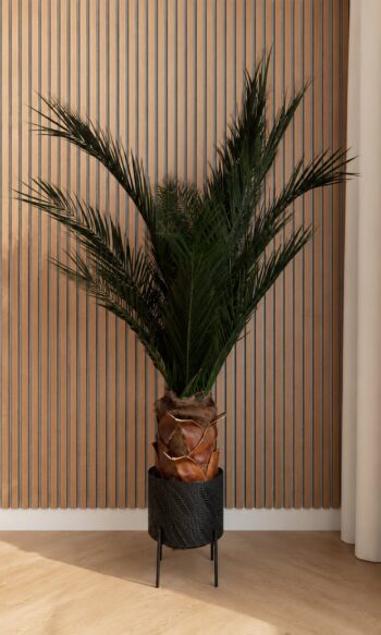 Phoenix palm