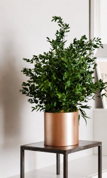 Parvifolia