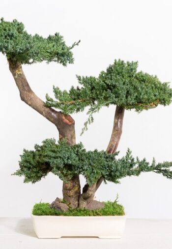 Juniperus Bonsai