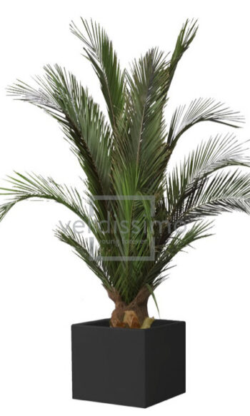 Phoenix palm