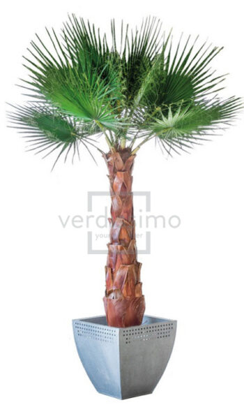 Palmipuu Washingtonia