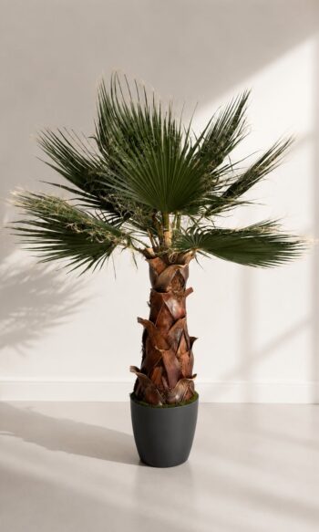 Palmipuu Washingtonia