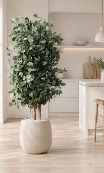 Wide Populus