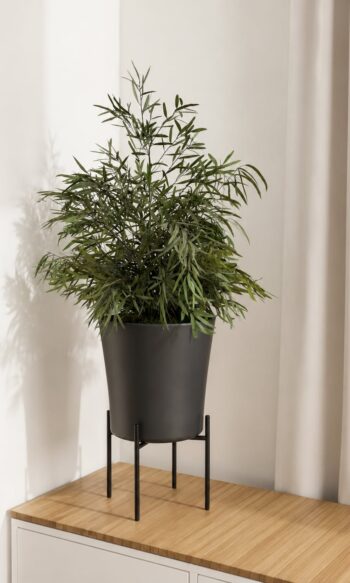 Nicoly Plant