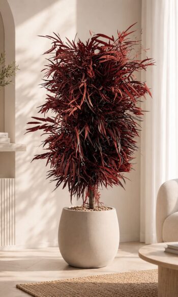 Wide Nicoly red