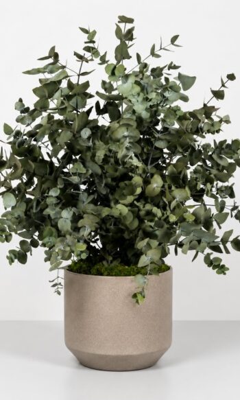 Green Cinerea plant