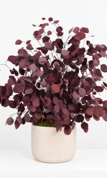Red Populus plant