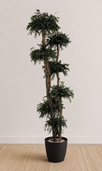 Parvifolia Topiary 1,9m