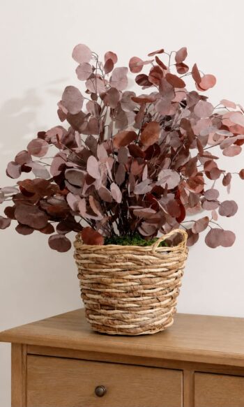 Mocha Cocoa plant